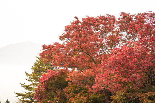 Beautiful autumn maple tree leaves with orange and red foliage against blue sky.