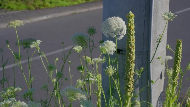 Wild Carrot Queen Anne&rsquo;s Lace White Flowers and Verbascum Mullein Swaying in Wind Beside Road