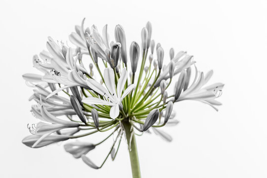 Agapanthe 