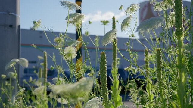 Wild Carrot Queen Anne&rsquo;s Lace White Flowers and Verbascum Mullein Swaying in Wind Beside Road