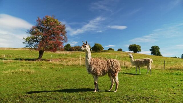 A shaggy llama stands in a green pasture under a blue sky in the Orava region of Slovakia, with another animal and an autumn tree in the peaceful rural background.