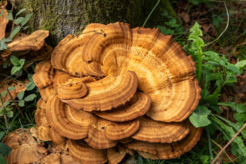 Dense Layered Bracket Fungus on Mossy Tree Base © La Media Vola