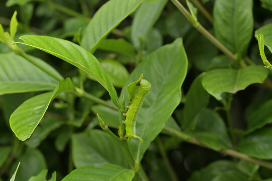 クチナシの株に潜むオオスカシバの幼虫（オオスカシバ・幼虫・害虫・クチナシ・保護色）