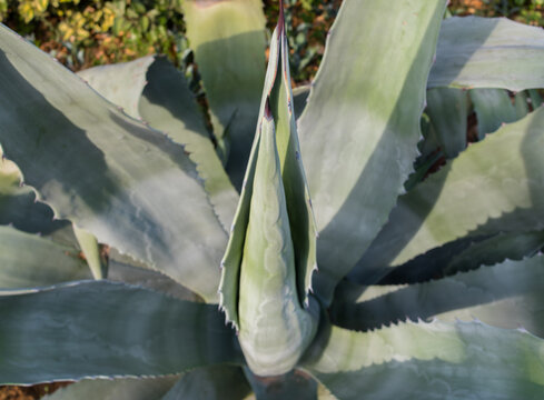 agave