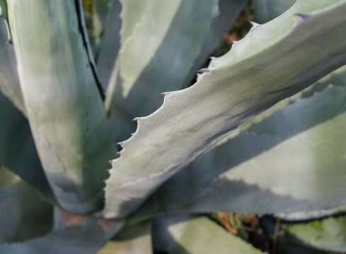 agave