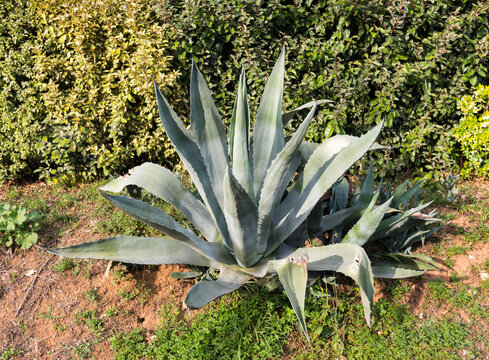 agave