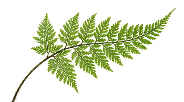 Green fern leaf isolated on transparent background