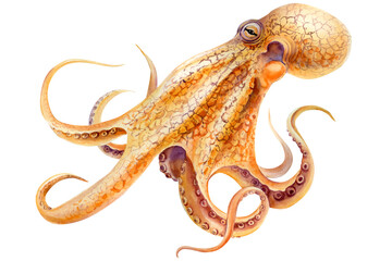 Orange octopus watercolor with curling arms and purple suckers isolated for marine animal prints and seafood menu designs © Hanna