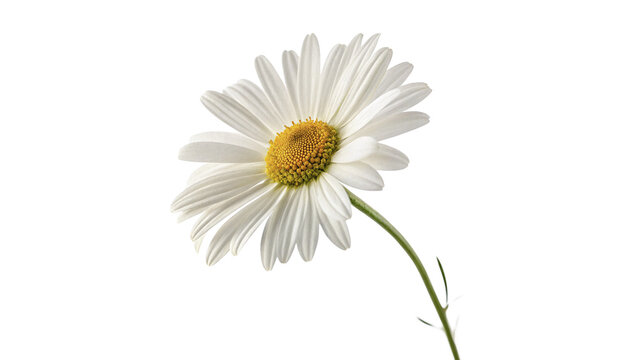 Single beautiful fresh white chamomile daisy flower stem isolated on transparent background