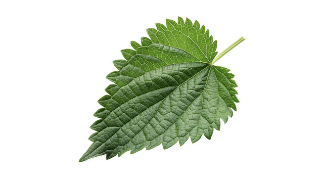 Single fresh green organic stinging nettle leaf isolated on transparent background