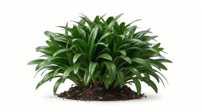 Panoramic view of a dense broad-leaf shade grass clump with soil base, isolated on white background for architectural rendering and landscaping