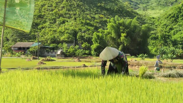 A Vietnamese woman stands bent over, manually planting rice seedlings into the muddy soil&mdash;a form of manual labor in wet-rice cultivation.