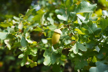 Acorns, fruit of the pedunculate oak (Quercus robur), near Gundelshausen – Bavaria, Germany. © guentermanaus
