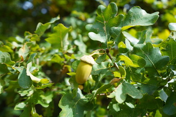 Acorns, fruit of the pedunculate oak (Quercus robur), near Gundelshausen – Bavaria, Germany. © guentermanaus