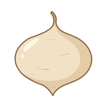 Jicama Root Vegetable Isolated Cartoon Vector Illustration