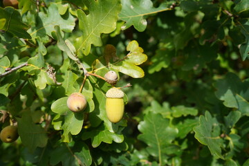 Acorns, fruit of the pedunculate oak (Quercus robur), near Gundelshausen – Bavaria, Germany. © guentermanaus