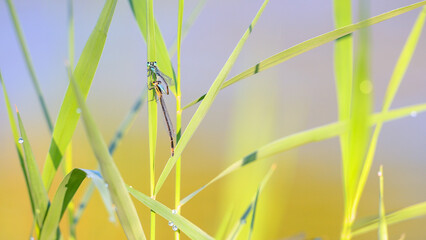 Mating of blue-tailed damselflies on a common reed leaf shaken by a light wind at a pond edge in a summer morning, Ischnura elegans, Phragmites australis, Indre-et-Loire, Centre Val de Loire, France  © Nature Emotion