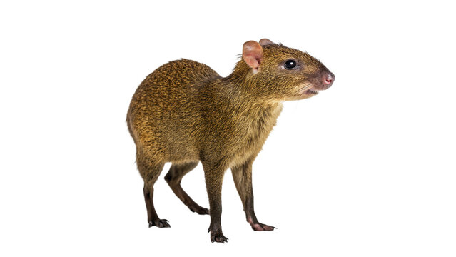 Single wild brown agouti rodent standing on transparent background