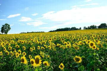Fototapeta premium field of sunflowers Hokuryu Town, Hokkaido