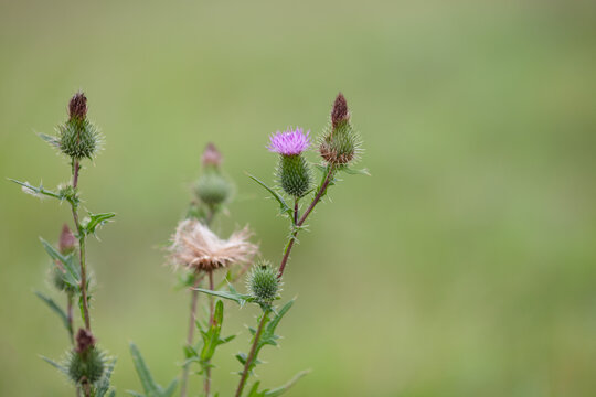 Macro shot of beautiful purple thistle flowers on blurred background. Raw beauty of wild nature and botanical textures.