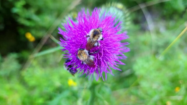 Two bumblebees feeding on vibrant purple thistle flower as they move across spiky blossoms in a lush green meadow, detailed nature footage of pollinating insects