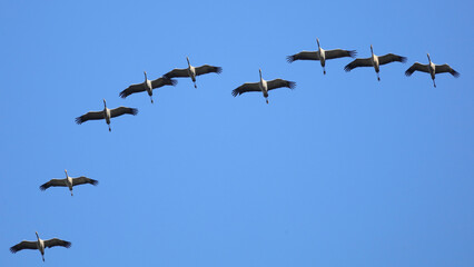 Fototapeta premium migratory birds