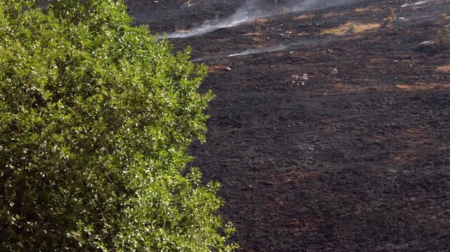 Smoldering Burned Land After Wildfire with Green Vegetation. Burned landscape with smoldering ground and green vegetation after a wildfire.