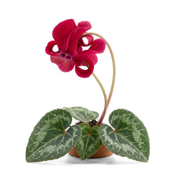 Unusual crimson cyclamen with dramatically curled petals and patterned silver foliage for sophisticated winter botanical imagery.