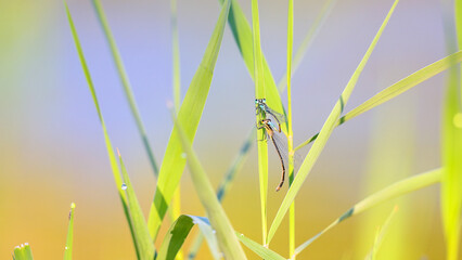Mating wheel of blue-tailed damselflies on a common reed leaf shaken by a light wind at a pond edge in summer, Ischnura elegans, Phragmites australis, Indre-et-Loire, Centre Val de Loire, France © Nature Emotion