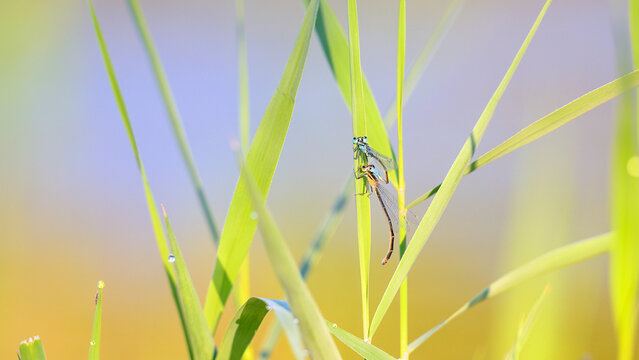 Mating wheel of blue-tailed damselflies on a common reed leaf shaken by a light wind at a pond edge in summer, Ischnura elegans, Phragmites australis, Indre-et-Loire, Centre Val de Loire, France