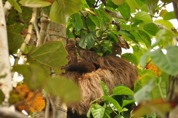 Fototapeta premium Two sloths resting high in a tree surrounded by green leaves in a tropical forest during daylight