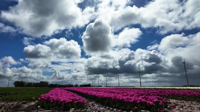 Beautiful purple tulip field and modern wind turbines under a cloudy blue sky in the Netherlands