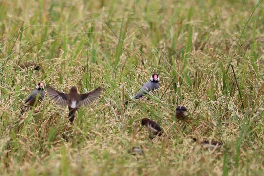 Small flock of birds in a rice paddy
