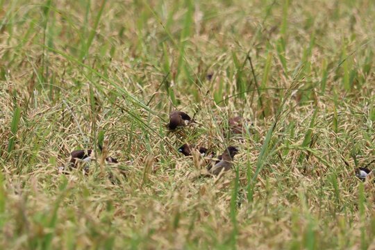 Sparrow Flock in Rice Field: A small flock of sparrows forages for grain amongst the lush, golden stalks of a rice paddy, showcasing a glimpse of rural life and the abundance of nature.