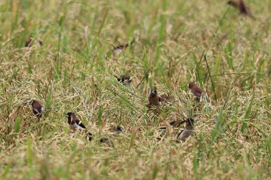 A Flock of Goldfinches Foraging in a Rice Field: A close-up view captures a cluster of European goldfinches with their distinctive red faces and black and white wings.