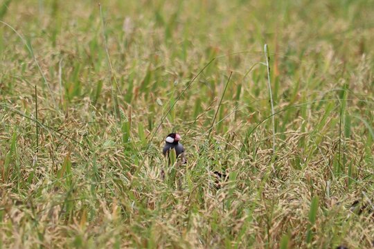 Bird in Rice Field: A small bird with dark plumage and white markings peeks out from amidst the tall stalks and ripening grains of a sun-drenched rice field.
