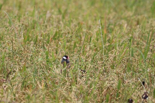 Small Bird in Rice Field: A tiny bird with black and white plumage is perched amidst the stalks of a lush, green rice field, its natural habitat.