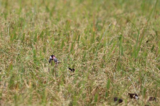 Small birds on a lawn