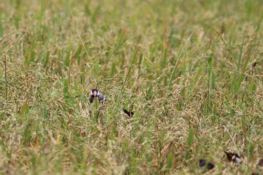 Birds in a field of ripe rice