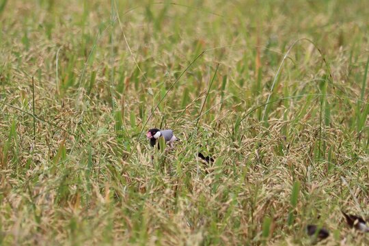 Rice Field Birds: A small flock of birds forage amongst the golden stalks of a ripe rice paddy field.