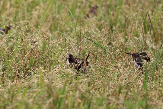 Small Flock of Shorebirds in a Rice Field