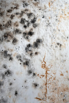 home insurance, repairs, and wall painting. dampness, fungus, mold. wall with multiple stains.