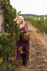 Obraz premium Woman in floral dress holding basket of grapes in vineyard during harvest