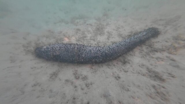 Shallow seawater with natural underwater sand texture