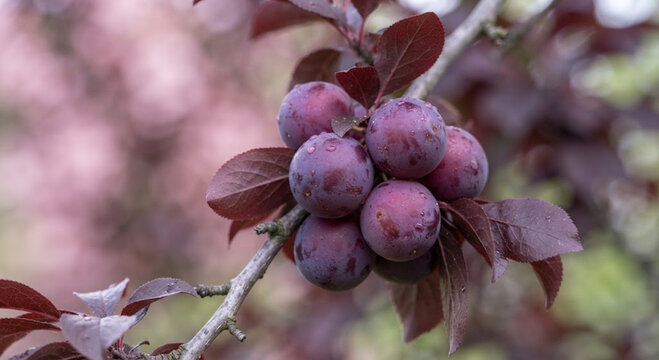 Nahaufnahme einer dichten Traube reifer, violetter Pappelpflaumen (Prunus cerasifera Pissardii mit Tautropfen am Zweig