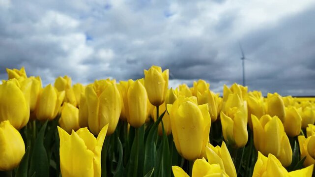 Close-up of yellow tulip field with wind turbine under cloudy sky in the Netherlands