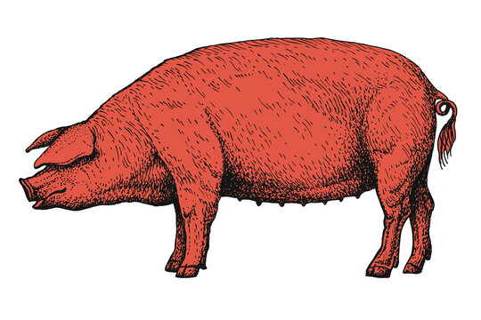 Red pig standing in side view isolated on white background. Vintage engraved hand drawn animal illustration. Farm livestock, agriculture and pork production concept. Design for poster, print, card