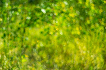 Abstract summer background with a bokeh effect. © Anatoliy