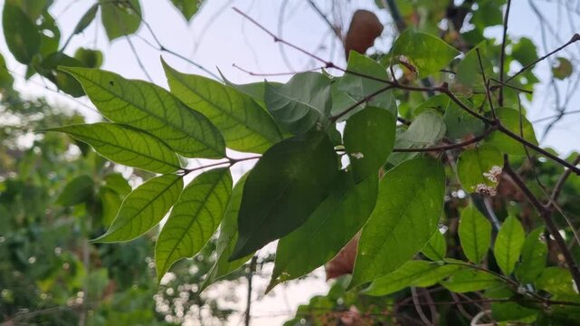 Close Up of Fresh Green Leaves Swaying Gently in the Wind Against Bright Background