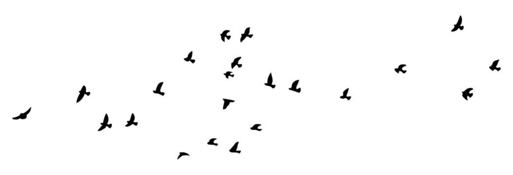 Flying bird silhouette set featuring flock of birds in sky for architectural entourage, landscape rendering, exterior elevation and graphic banner design.
